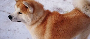 秋田弁を勉強しよう